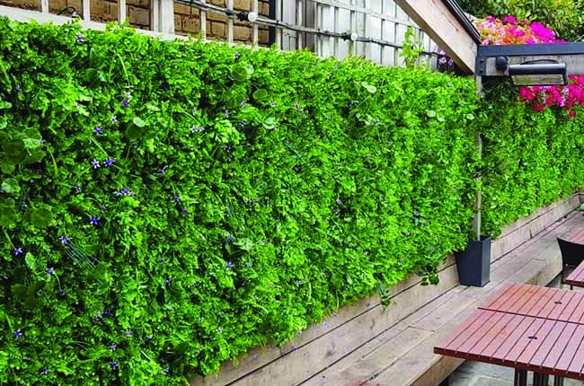 Preserved Moss Wall & Artificial Green wall, Wall Art Frames, Pets & Aquarium, Coir Products, Plant Pots, Dry Flower, Green wall, Foliage Wall, Flowers for every occasion, Landscape Designing, Dry Flower, Coir Products, Plant Pots, Flower Delivery in Dubai, UAE. Flower bouquets, Indoor & Outdoor Plants, succulents