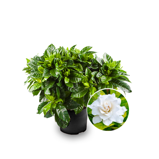 Gardenia Outdoor