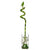 Lucky Bamboo Plant Single (Dracaena Sanderiana)