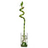 Lucky Bamboo Plant Single (Dracaena Sanderiana)